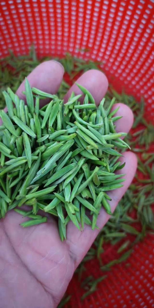 碧螺春属于什么茶，碧螺春属于什么茶类它的口感如何（一个东北爱茶人眼中的苏州碧螺春）