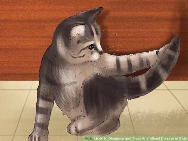 猫肛门腺怎么处理，猫咪究竟要不要挤肛门腺