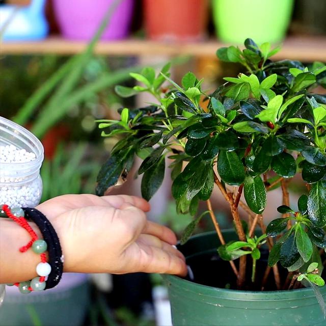 杜鹃花开时如何养护，杜鹃开败了春天3个