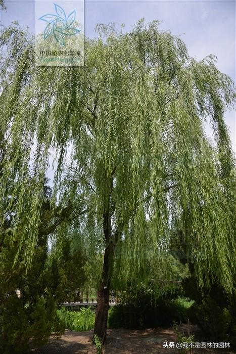 柳树特征和柳絮特征，垂柳旱柳绦柳