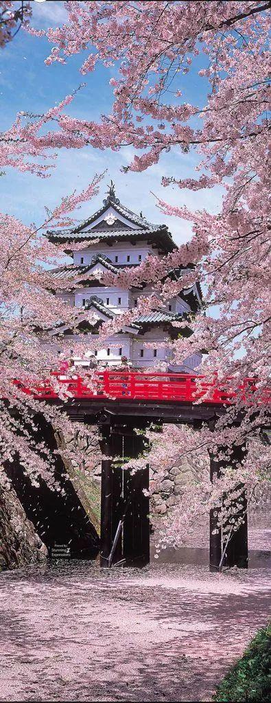 老树长新芽枯木又开花，枯木逢春老树开花