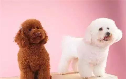 泰迪小时候图片，怎么在小时候区分比熊与泰迪（养猪高手当主人的后果）