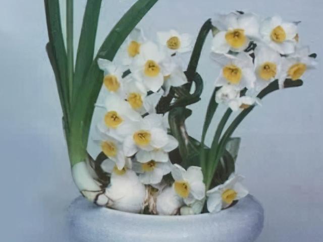水仙花的养殖方法水培，如何养殖水培水仙花（新手也能养出漂亮的水仙花）