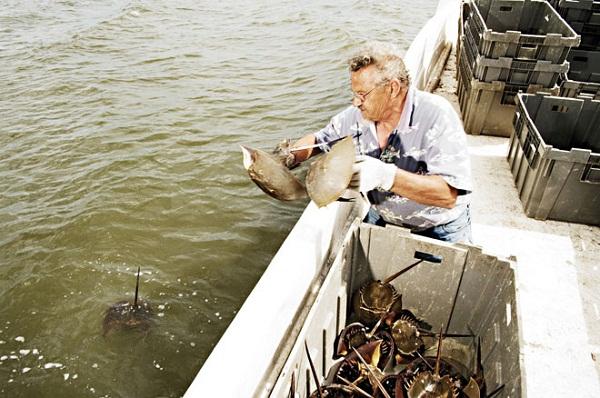 地球上唯一的蓝血生物，男孩交给警察1只4眼蓝血小怪物