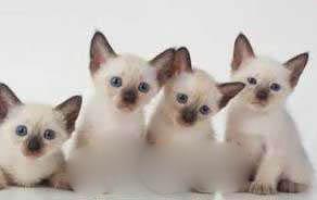 世界上可爱的十大猫咪，盘点世界上最可爱的十大猫咪