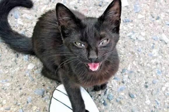 猫咪听不得的四种声音，高音调的声音竟会导致猫咪癫痫