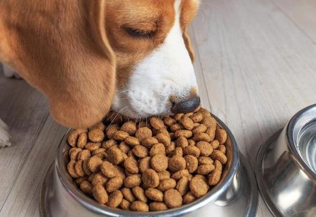 狗狗能吃葡萄干吗，狗狗不能吃的27种食物（狗狗天天吃这六种食物）