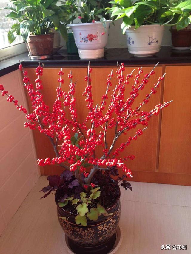 北美冬青怎么养，北美冬青怎样养护和管理