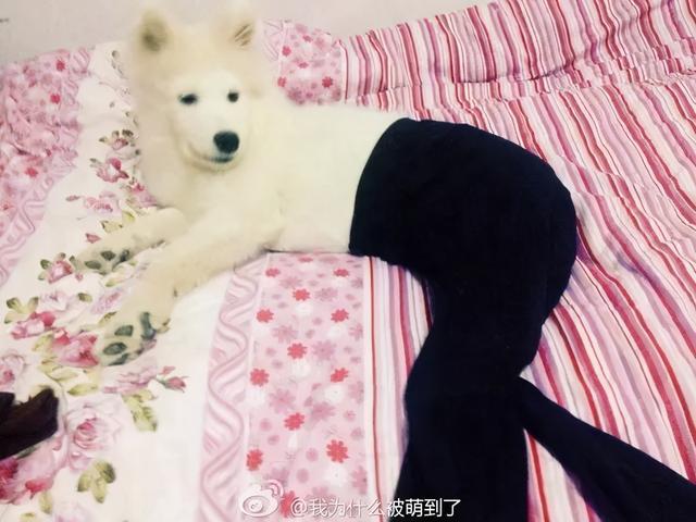 星期狗的特点和习惯，如果狗狗有这些特征