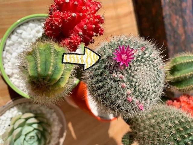 君子兰怎么浇水，君子兰正确浇水原则（这才是最正确的方法）