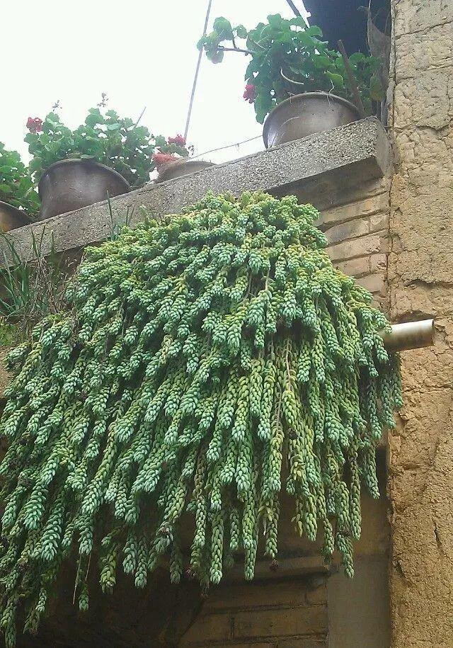 庭院中种什么爬藤花，院子里如果想搭设花廊架