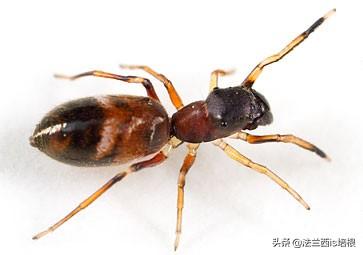 蚂蚁跟蜘蛛是昆虫吗，你能分辨吗这是蚂蚁
