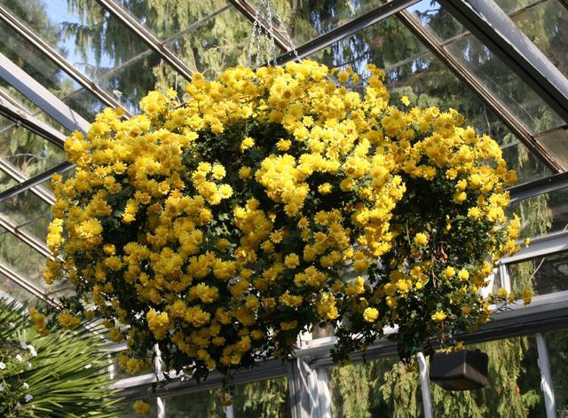 菊花开花时间和方法，菊花每年开花之后如何重新开花