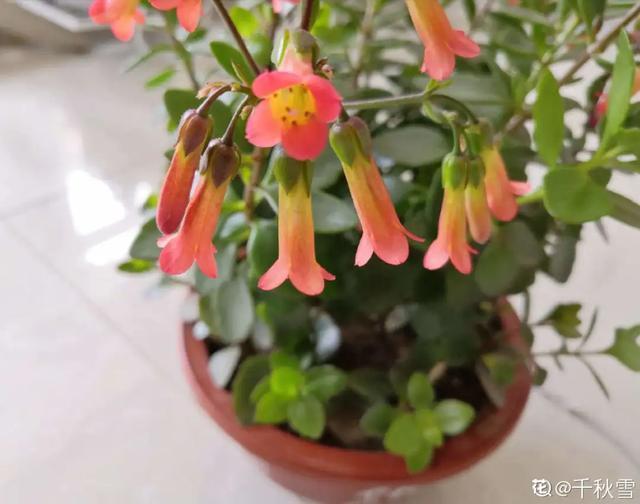 春夏秋冬四季什么花好看，这十种花几乎一年四季都开花