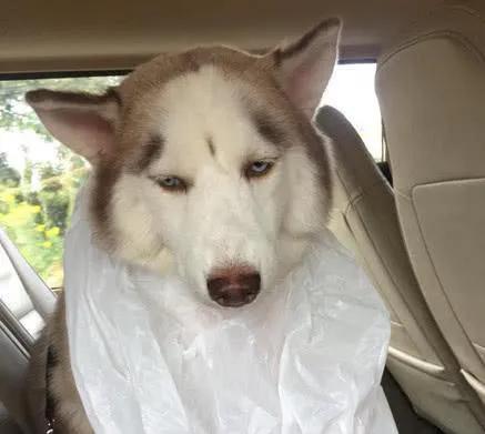 狗狗晕车怎么办缓解，狗狗出行晕车原因及防治