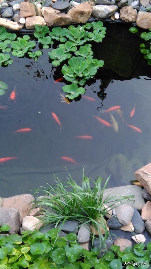 自制庭院小鱼池，手把手教你建室外鱼池