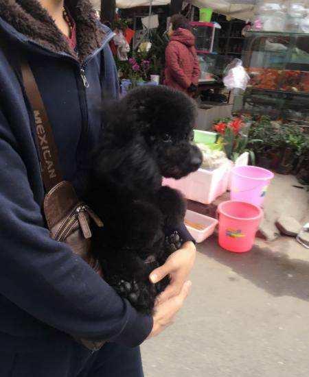 泰迪的优点和缺点，泰迪犬的优缺点看完你还会养吗（第4点很多人都不能接受）
