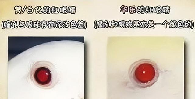 牡丹鹦鹉品种介绍大全，面类牡丹鹦鹉的所有品种