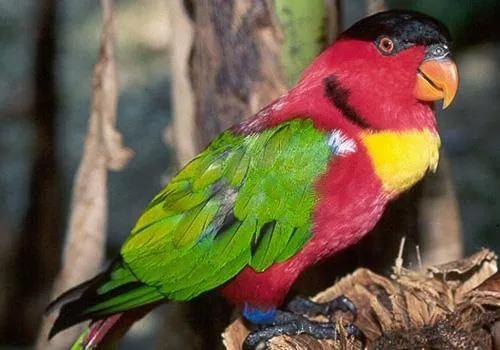 世界流浪动物日，世界环境日所有人（国际流浪动物保护日）