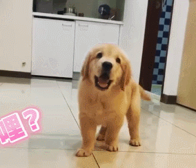 阿拉斯加犬小时候，狗一般有几个月就长成大狗了（毛茸茸的一团太可爱了吧）