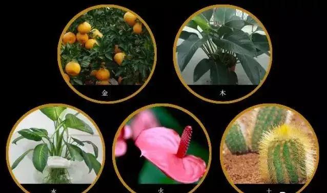 庭院绿植风水，庭院风水