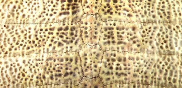 龟壳，龟壳知识大全集