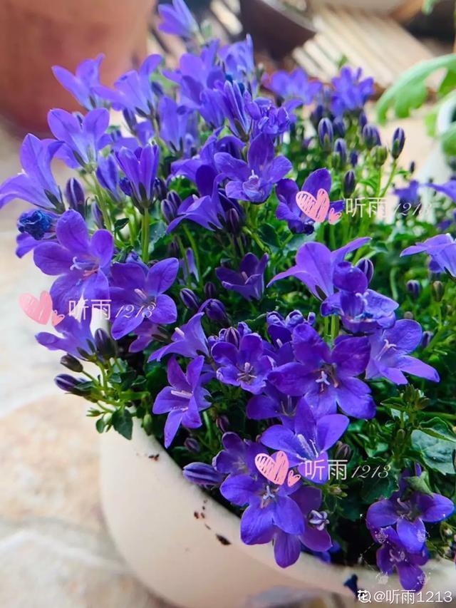 春夏秋冬四季什么花好看，这十种花几乎一年四季都开花