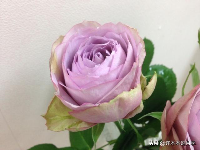 花色鲜艳又浓香的月季品种，浓香四溢的6款月季