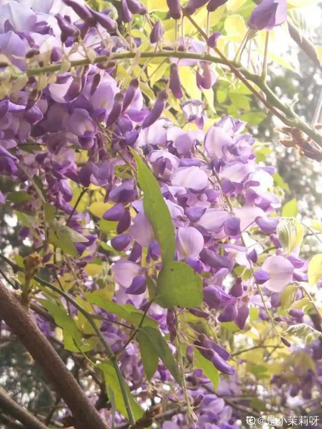 春夏秋冬四季什么花好看，这十种花几乎一年四季都开花