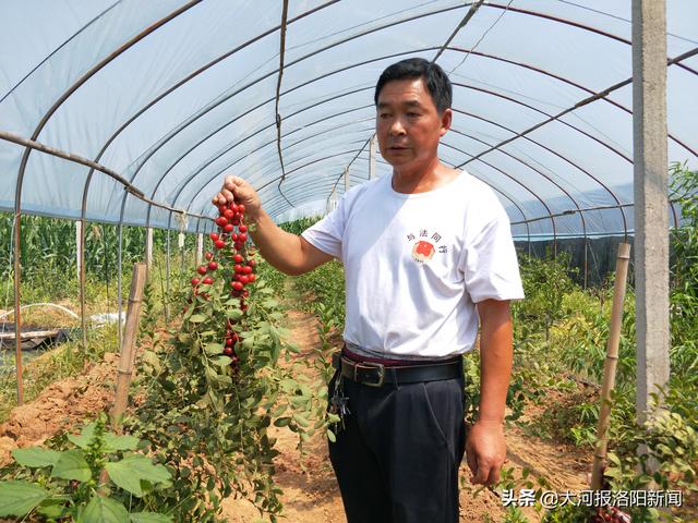 上山采野果价格表，农民不种地上山摘“野果”