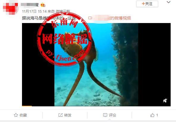 海马是雌雄同体吗，海马是雌雄同体