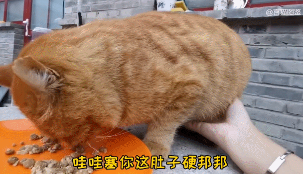 故宫最胆小御猫，我们只是惊呼是不够的