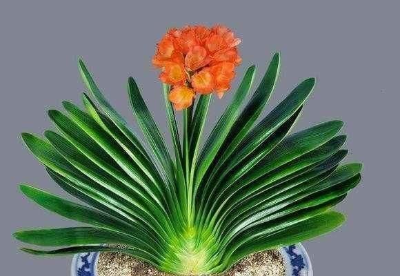 君子兰怎么浇水，君子兰的养殖方法和浇水方法