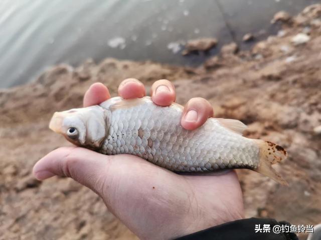 春季是钓鲫黄金季春季一定钓滩，春天野钓鲫鱼如何选钓位