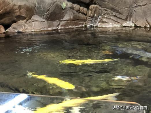 上海海洋水族馆，上海海洋水族馆简介（上海海洋水族馆之旅暨神奇鱼类在哪里）