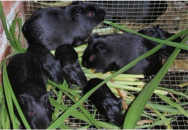 豚鼠怎么饲养最好，可爱的黑豚鼠好养吗