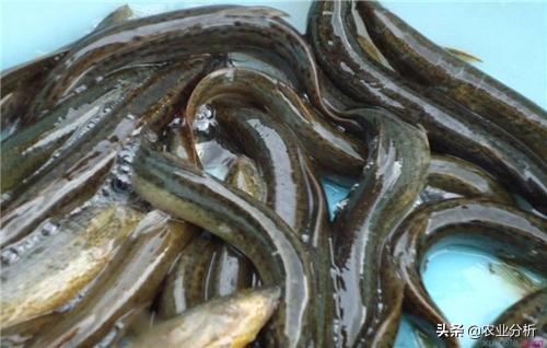 泥鳅大棚养殖，泥鳅池塘高产养殖技术