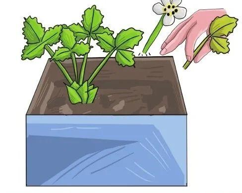 家中草莓怎么叶子会干，草莓喜欢湿润却极易患病