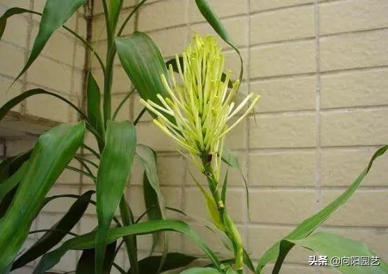 富贵竹开花图片，家里养了富贵竹开花了好吗