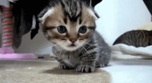 长毛猫肥胖纹(猫咪长大毛色花纹会变吗)