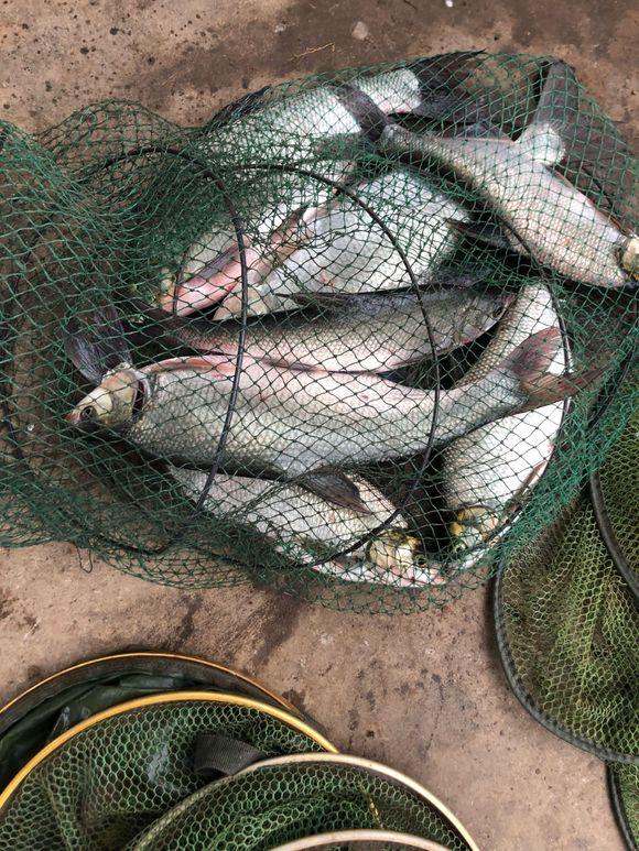 初秋鳊鱼很疯狂，鳊鱼的钓法及配饵