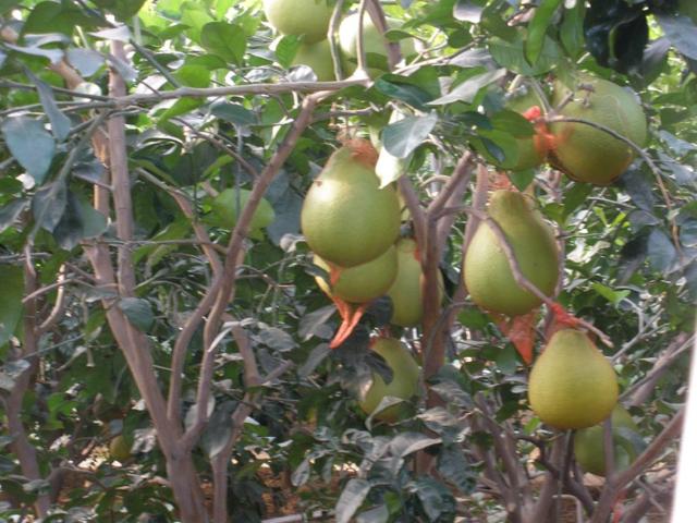 柚子类包括哪些，看果皮怎么区分它们