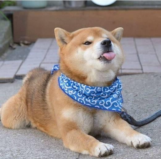 阿拉斯加犬小时候，狗一般有几个月就长成大狗了（毛茸茸的一团太可爱了吧）