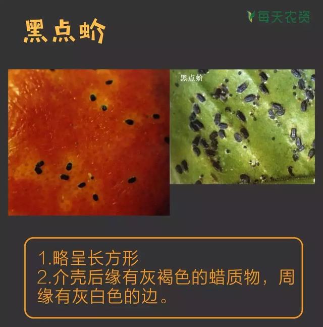 常见蚧类害虫汇总，蚧虫类虫害
