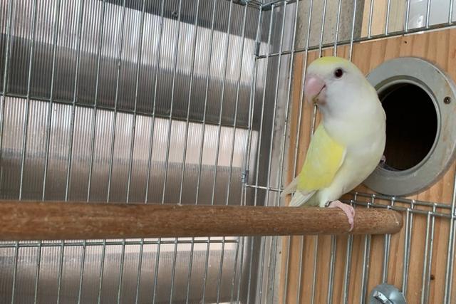 牡丹鹦鹉品种介绍大全，面类牡丹鹦鹉的所有品种