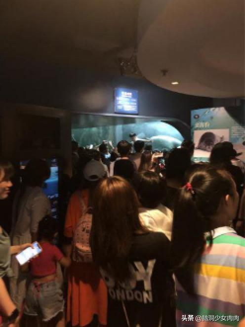 上海海洋水族馆，上海海洋水族馆简介（上海海洋水族馆之旅暨神奇鱼类在哪里）