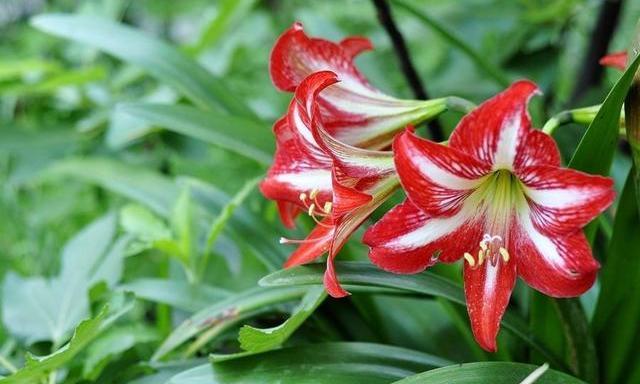 朱顶红开花后怎么处理，朱顶红开花了以后怎么养