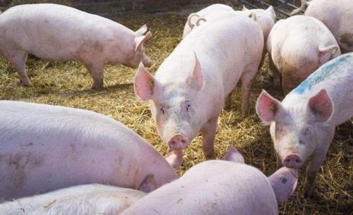 猪是最聪明动物吗，动物界智商排名第十