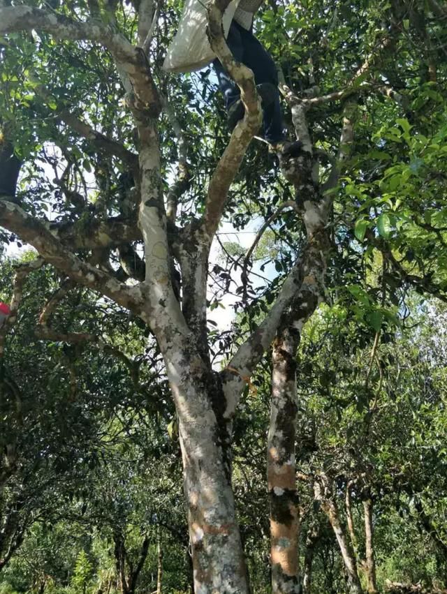 名山帕沙古樹普洱生茶，01帕沙古樹茶