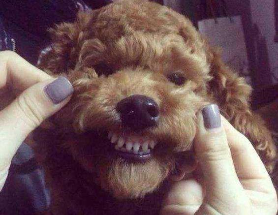 泰迪几个月换牙，泰迪狗一般几个月开始换牙（主人要做好这5点）